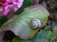 Hain Bänderschnecke